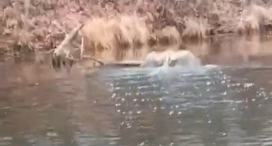 В саратовском заказнике рассказали об опасном происшествии с орланом